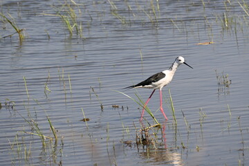 A cute black winged stilt bird is seen moving in a shallow waters of alke