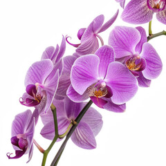 Naklejka premium A stunning display of vibrant purple orchids against a black background, showcasing their intricate petals and natural beauty.