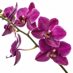 Obraz premium A vibrant arrangement of purple orchids showcasing intricate petal patterns and delicate stamens.