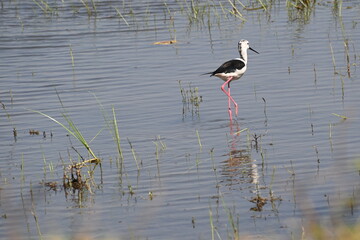 A black winged stilt bird is seen foraging in the shallow waters of a wetland lake