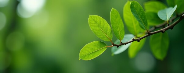 Fototapeta premium Close-up of eucalyptus leaves on branch with blurred eucalyptus tree in background, plant, greenery