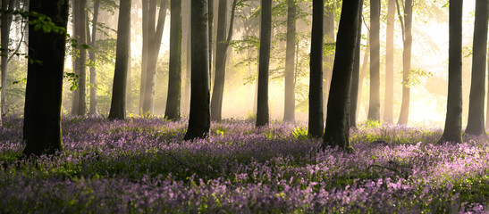 Tall beech trees with carpets of spring blooming bluebells in an ancient woodland. Dorset, UK.