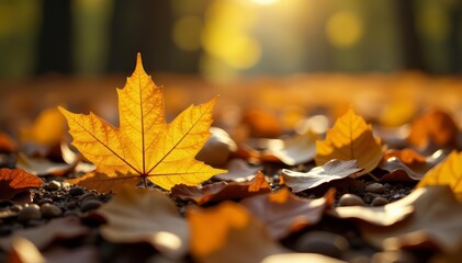 Close-up of golden leaf lying on ground in fall forest, forest, close-up