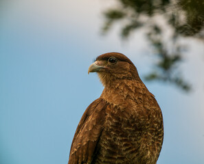 A Chimango Caracara (Milvago chimango) perches against a clear blue sky in Chile, showcasing its brown plumage and sharp beak