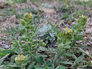 Desert Madwort or the Alyssum Desertorum
