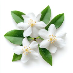 Obraz premium Aesthetic white jasmine flowers with green leaves isolated on a white background.