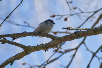 Long-tailed tit (Aegithalos caudatus) sitting on a tree branch in Zurich, Switzerland
