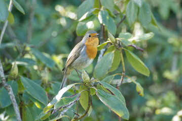 European robin (Erithacus rubecula) sitting on a tree branch in Zurich, Switzerland