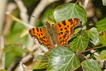 Comma butterfly (Polygonia c-album) sitting on a green leaf in Zurich, Switzerland