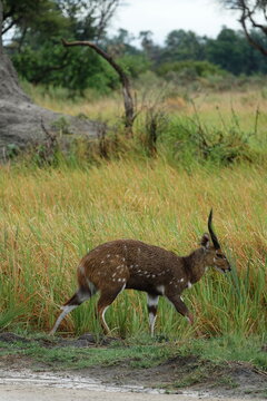 Bushbuck standing alert in tall grass, Okavango Delta
