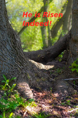 Forest scene with text He is risen, placed between two trees and symbolizing hope and Easter renewal on background of nature