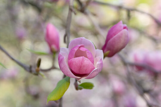 Pink flowers of magnolia serene in garden - Powered by Adobe
