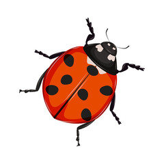 Insect ladybug with red back isolated on white background. Vector illustration.