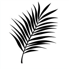 Obraz premium Tropical black leaves of palm tree isolated on white background