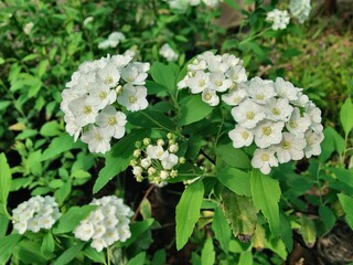 Bridalwreath Spirea, Cape May Bush or the Spiraea Cantoniensis white flowers 
