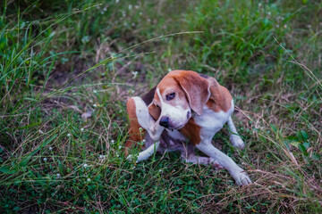 Beagle Puppy Scratching Its Ear on a Grassy Field