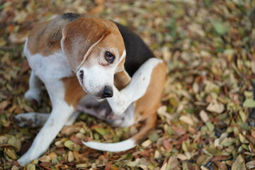 Beagle Dog Scratching in Autumn Leaves on a Quiet Outdoor Day