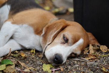 Resting Beagle Dog Lying on Autumn Leaves in a Peaceful Outdoor Setting