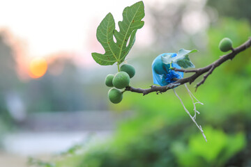 Close-Up of Fresh Green Figs,Called White Israel, Growing on a Tree Branch at Sunset