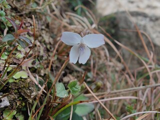 Viola mandshurica, northeastern violet or the Viola obtusa
