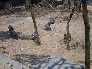 Obraz premium A Group of Monkeys Scattered Across a Sandy Area Near Trees and a Stone Wall in a Natural Setting