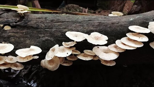 Fungi Growth on Decaying Log: Natural Habitat Video