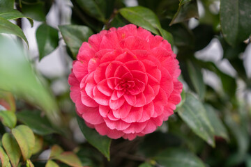 Blooming red camellia and green leaves
