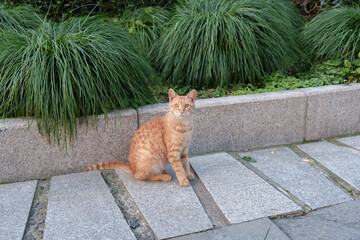 Cat staring on the cobblestone road