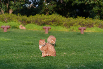 Orange cat playing on the grass