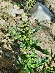 Chenopodiastrum murale or the Nettle-leaved Goosefoot
