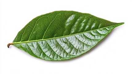Obraz premium green cocoa leaf isolated on white 