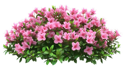 Fototapeta premium Vibrant pink azalea bush with dense clusters of blossoms against lush green foliage isolated on transparent background