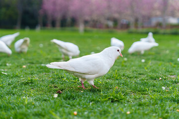 Flock of white pigeons on the grass in city park