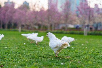 Flock of white pigeons on the grass in city park