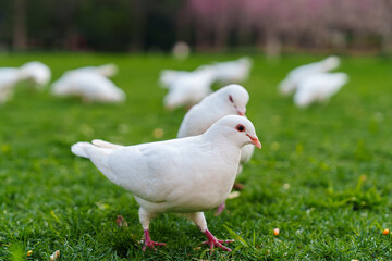 Flock of white pigeons on the grass in city park