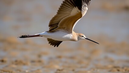 Obraz premium a majestically soaring bar-tailed Godwit with its long beak