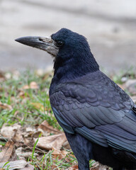 Close-up portrait of a rook with black-blue feathers. Detailed bird head photo on natural background