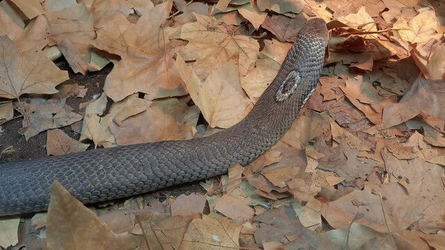 close up of a naja snake on the ground in the zoo