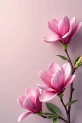 Fototapeta premium Vibrant spring magnolia flowers in full bloom on a soft pastel background, flowers, floral, bloom