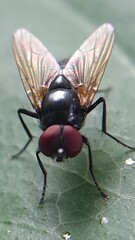 fly on a leaf