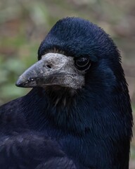 Close-up portrait of a rook with black-blue feathers. Detailed bird head photo on natural background