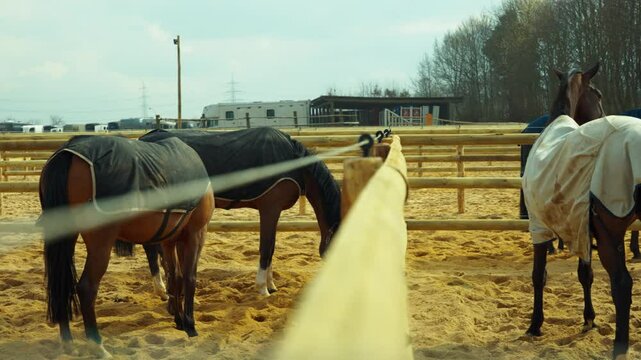 Horse Pooping in Paddock