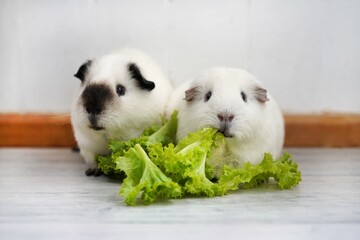 Two white guinea pigs eating a lettuce leaf