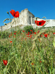 a stunning landscape of the White Rock (Ak-Kaya) in Crimea, taken from a field dotted with bright...