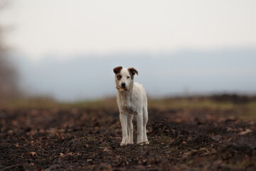 White dog with a spotted face running outdoors holding a piece of bread, playful moment captured