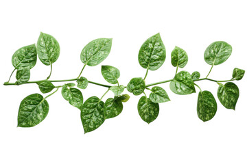 Lush green foliage whispers of spring's arrival a fresh botanical elegance against stark black contrasting light