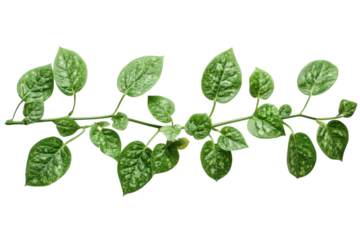 Lush green foliage whispers of spring's arrival a fresh botanical elegance against stark black contrasting light