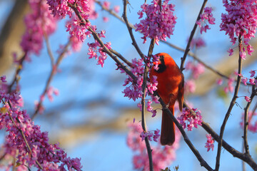Male northern cardinal perched in a purple judas redbud tree on a clear spring day, against a...