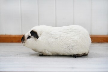 Fototapeta premium One large guinea pig with black ears as panda