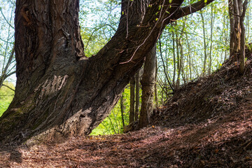 Fototapeta premium An ancient tree with thick trunk and fancy bark in forest on sunny spring day. Earth Day.